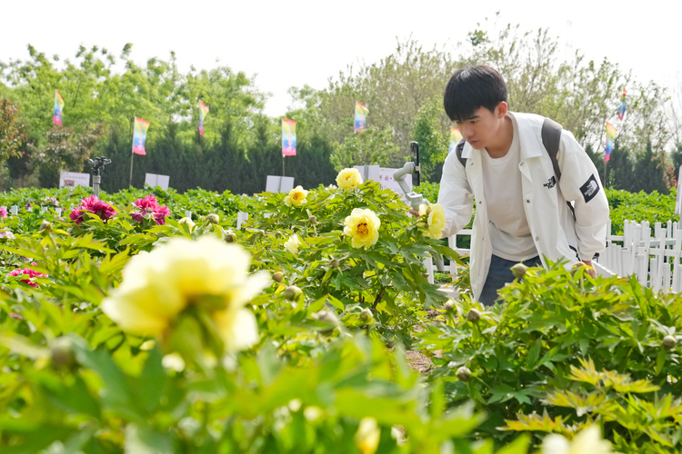 邯郸冀南新区：赏万株牡丹迎客来_fororder_微信图片_20230419151413