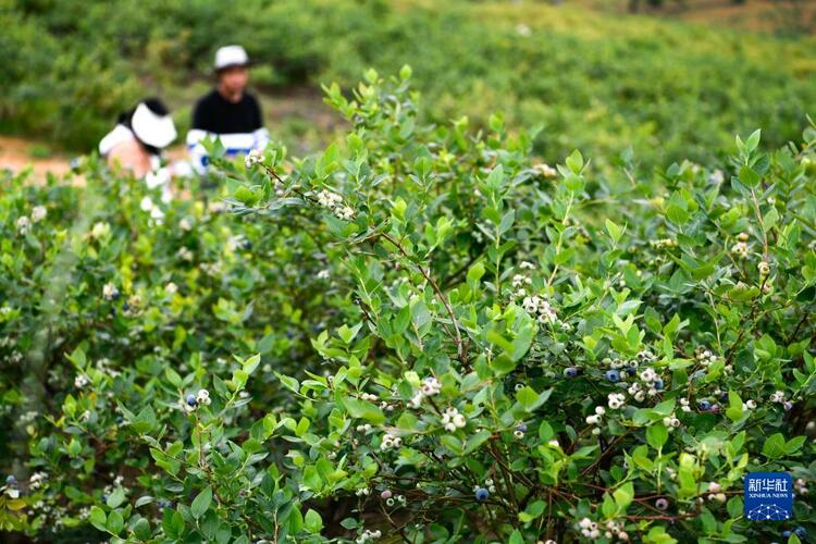 贵州麻江蓝莓开始采摘