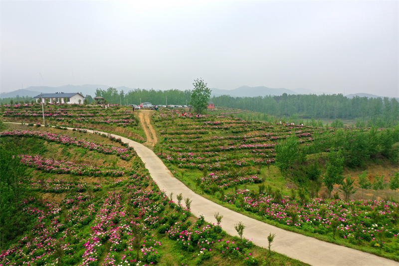 【原创】信阳市商城县：芍药花开引游人_fororder_300余亩的芍药花开成海，满山飘香。