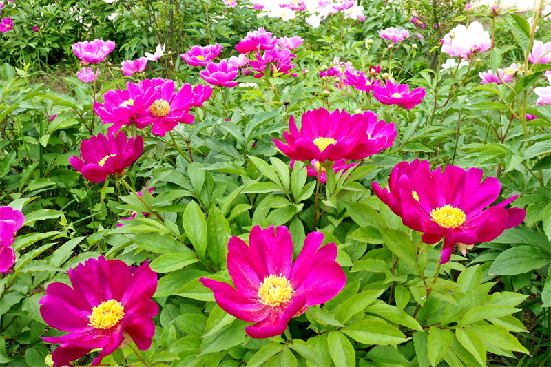 【原创】信阳市商城县：芍药花开引游人_fororder_芍药花盛开。