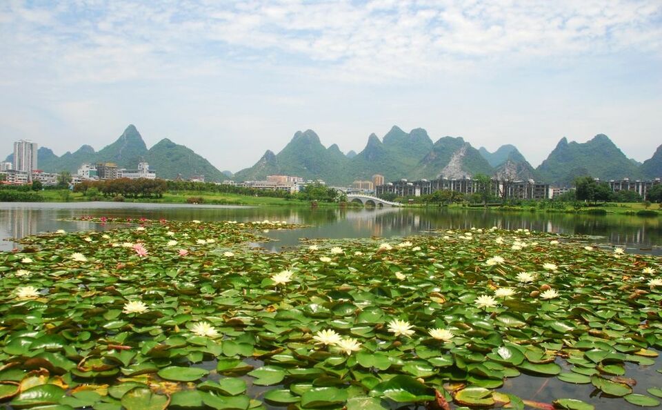 广西：初夏花开莲湖美