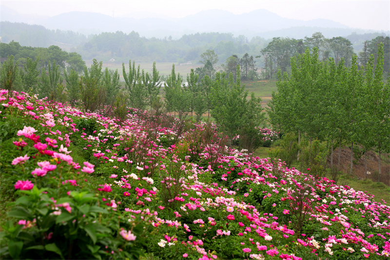 【原创】信阳市商城县：芍药花开引游人_fororder_成方连片的芍药花盛放。