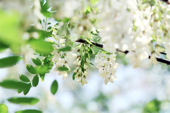 沈阳浑南区槐花黑狮露营节将于5月19日拉开帷幕_fororder_图片1