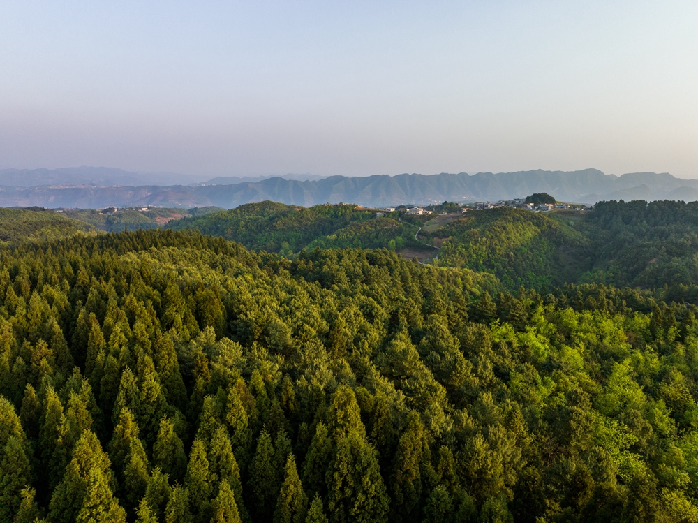 贵州毕节：森林旅游 绿色共享_fororder_2023年4月16日，在贵州省毕节市七星关区国家森林公园拱拢坪景区里拍摄的一景。 (9)