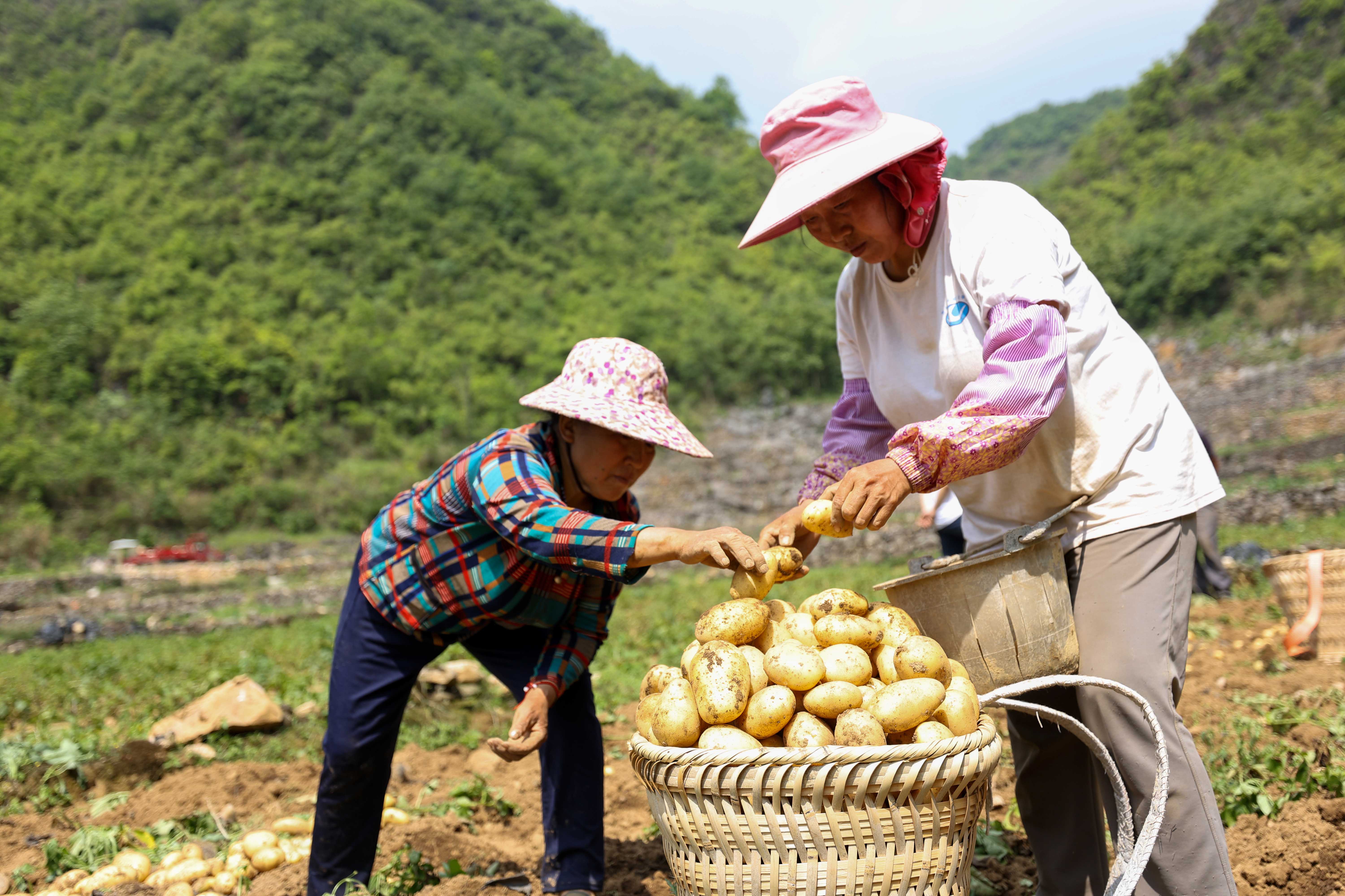 贵州罗甸：石漠化山区迎来新产业 一地双收拓宽致富路_fororder_群众采收马铃薯5.JPG