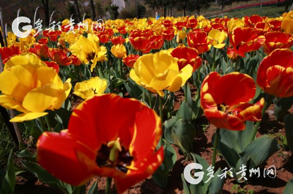 （旅游）第三届2018中国凉都郁金香旅游文化节3月24日开幕