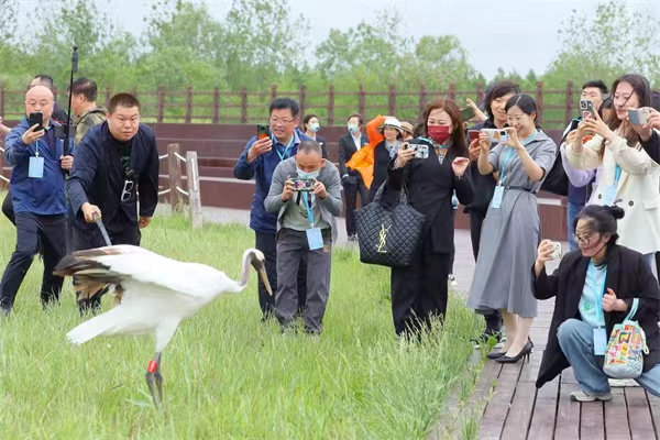 到盐城探世遗｜2023中国·盐城丹顶鹤国际湿地生态旅游节盛大启幕