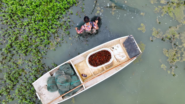 （张）德阳罗江：小龙虾成“致富虾”！特色养殖趟出生态致富路_fororder_图片3