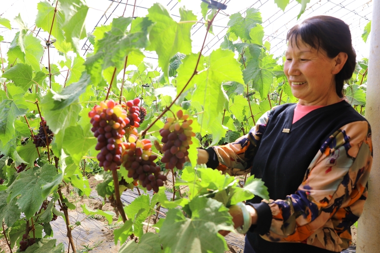 平泉市台头山镇：发展特色产业 助力乡村振兴_fororder_微信图片_20230519164927