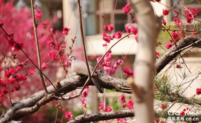 （原创）河北石家庄：花正红 春正浓