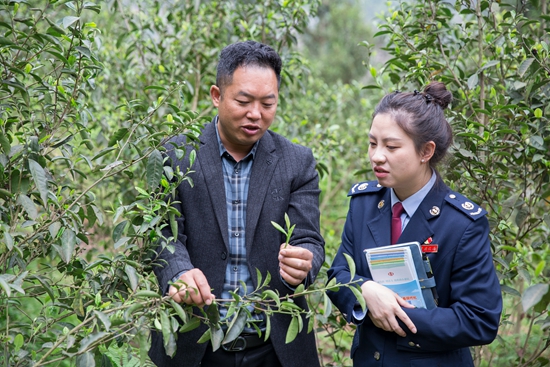 （供稿）毕节市七星关区税务局:古茶文化节上“税宣忙” 税惠春风拂茶香_fororder_茶业负责人向税务干部介绍茶树