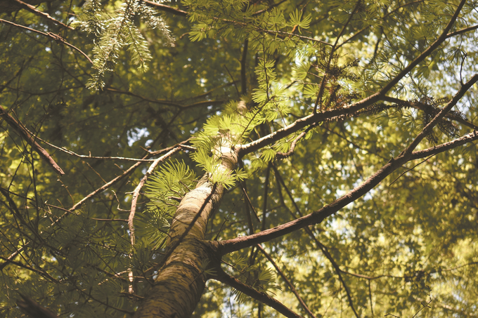 江苏生物多样性保护成效显著