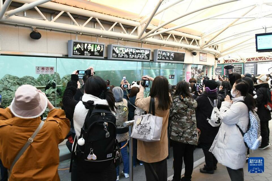 Japanese Panda Fans Bid Farewell to Giant Pandas Yong Ming, Ying Bang and Tao Bang_fororder_图片5