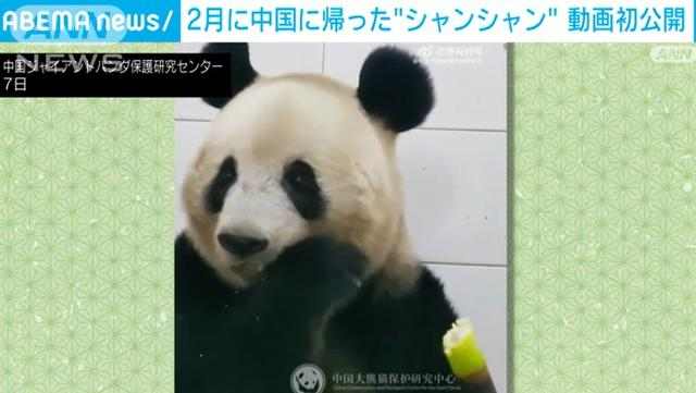 旅日大熊猫"香香"飞抵成都The Giant Panda Xiang Xiang Arrived in Chengdu_fororder_图片11