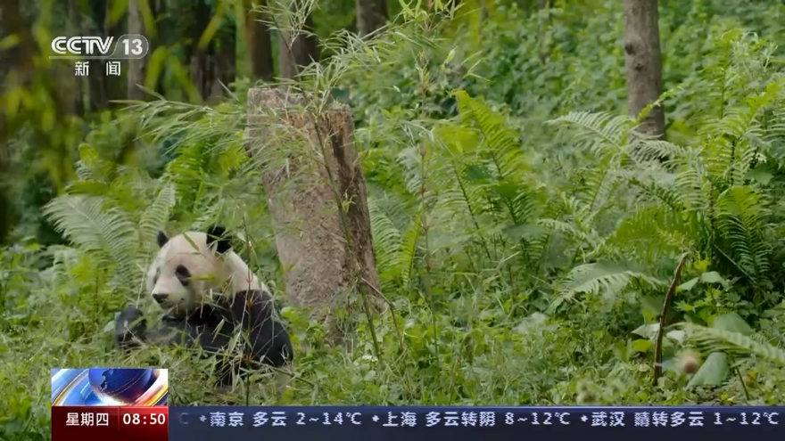 中国大熊猫保护研究中心：为大熊猫国家公园建设提供科技支撑  China Conservation and Research Center for Giant Panda: Providing Scientific and Technological Support for Construction of Giant Panda National Park_fororder_图片24