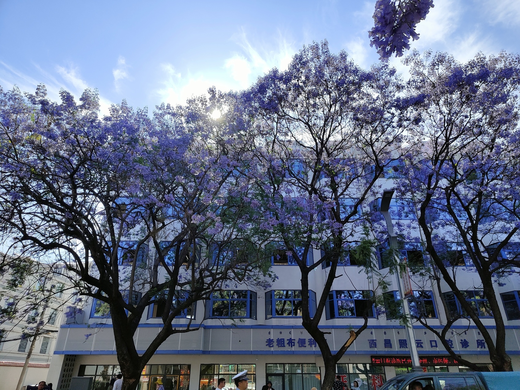 （转载）市树蓝花楹盛开 西昌成花海