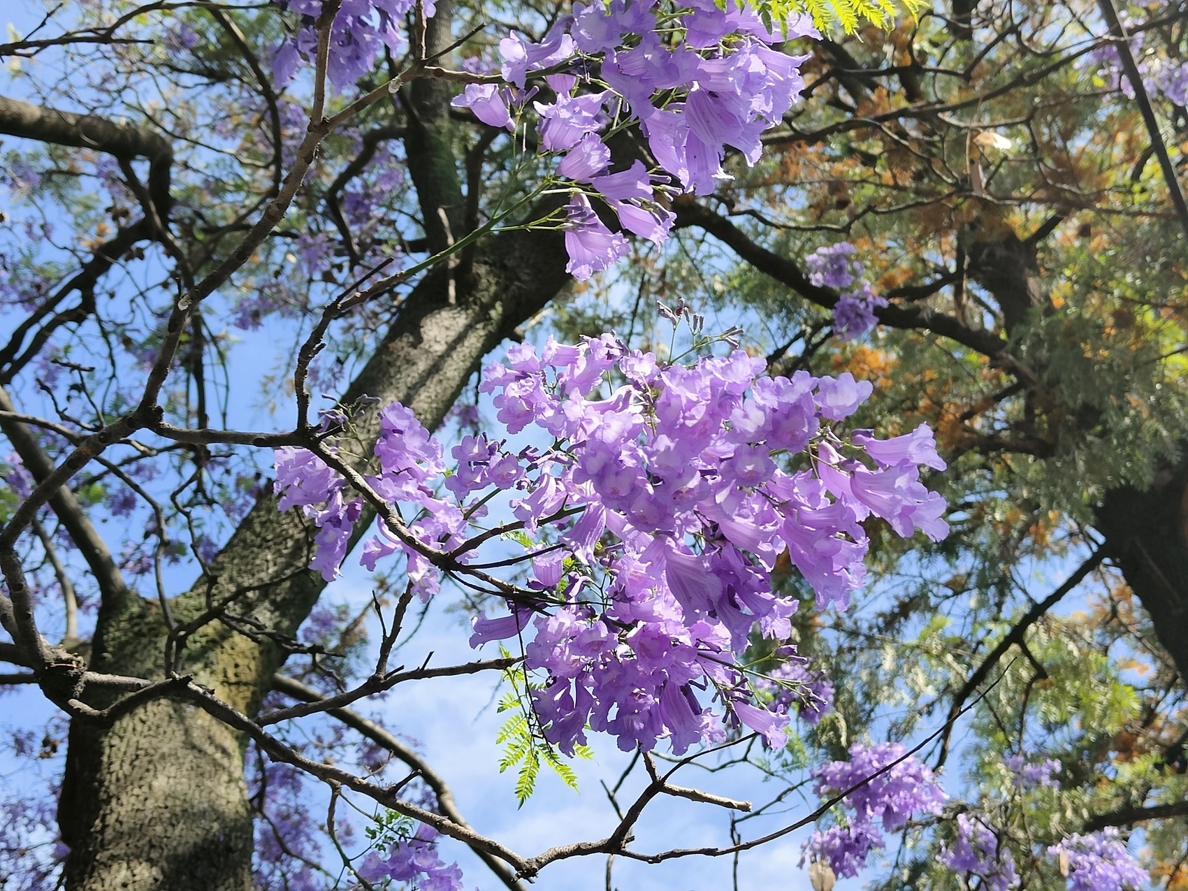 （转载）市树蓝花楹盛开 西昌成花海