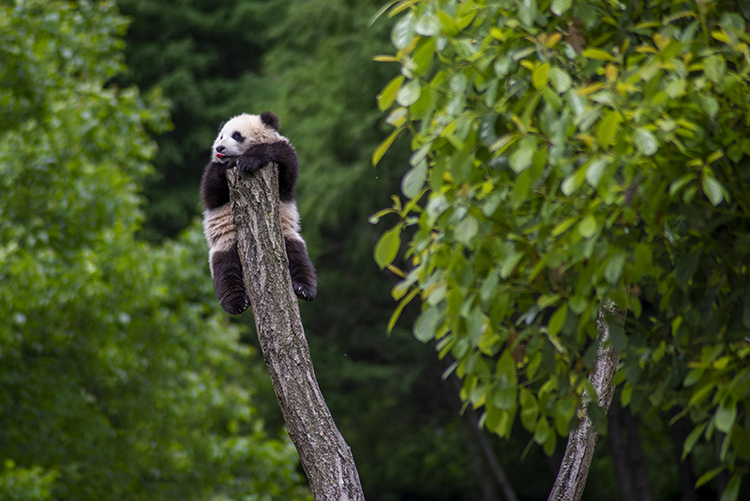 "Kung Fu Panda" who loves to climb trees_fororder_图片9