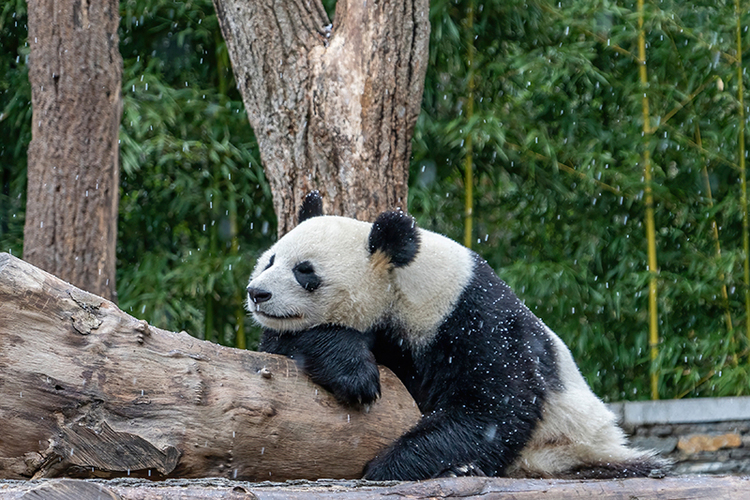 图片默认标题