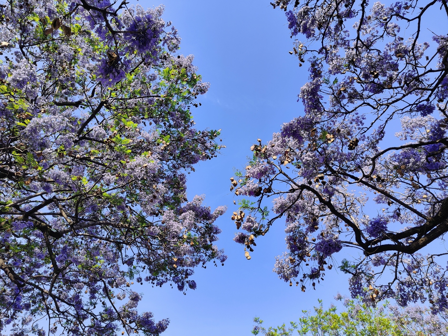 （转载）市树蓝花楹盛开 西昌成花海