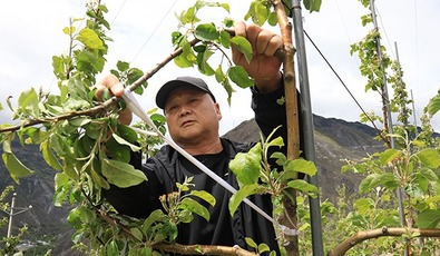 马开明：扎根泥土写春秋 让干旱河谷增绿又增收