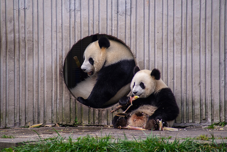 图片默认标题