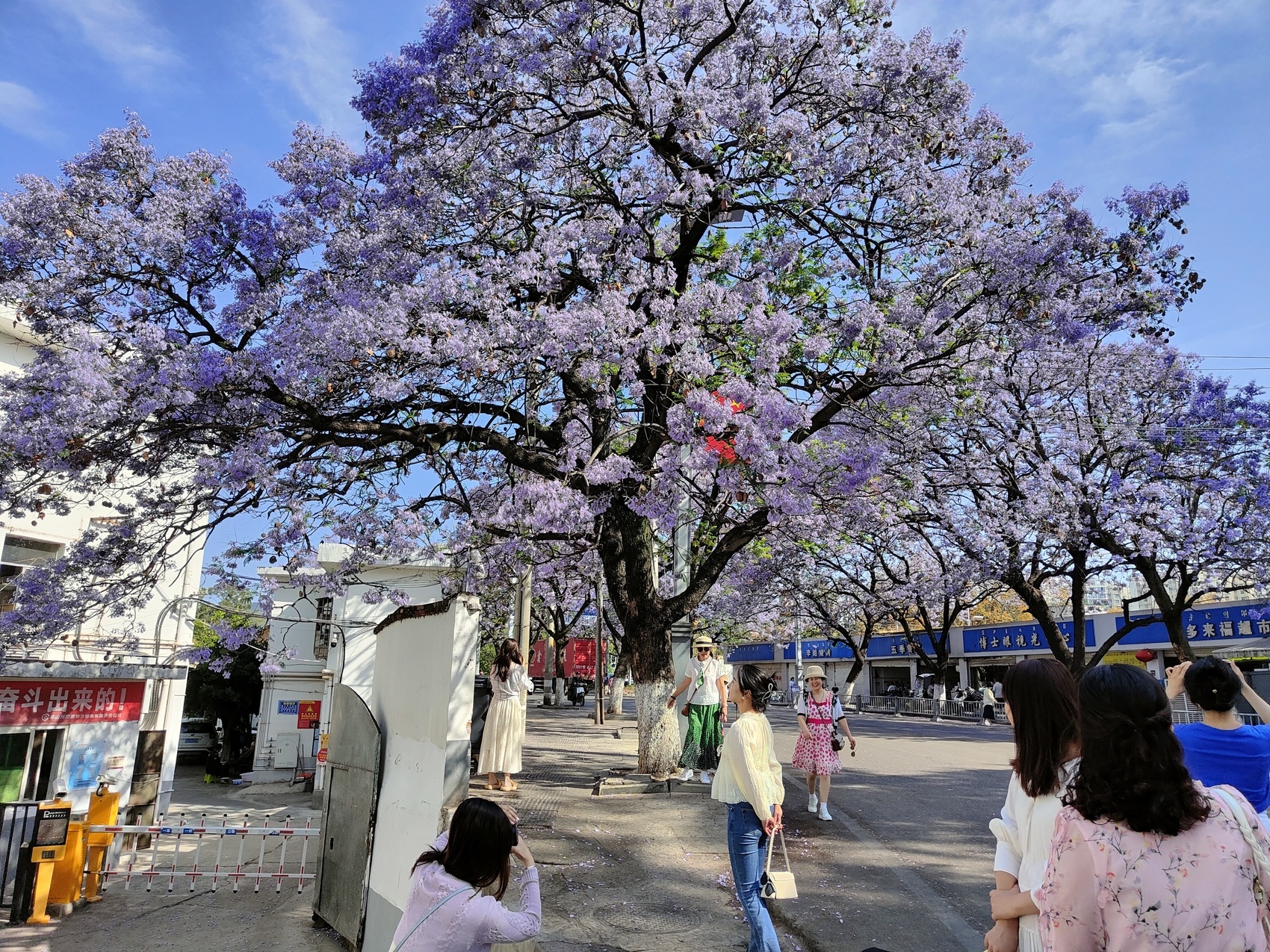 （转载）市树蓝花楹盛开 西昌成花海