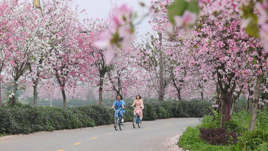 广西贺州：一路繁花一路景