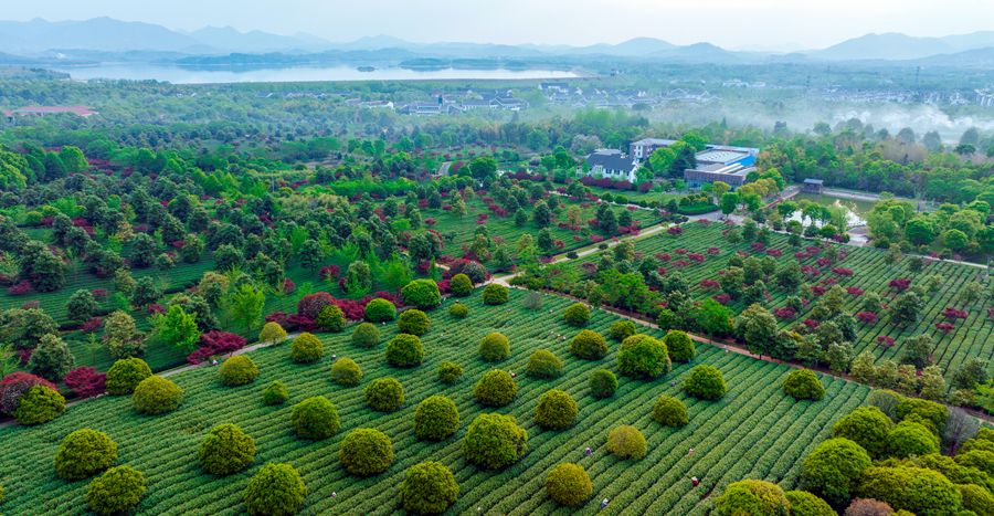 江苏宜兴：山水茶园采摘忙