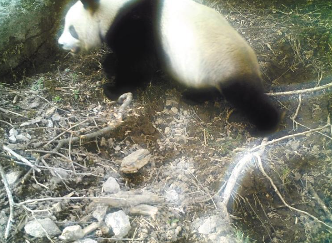 野生大熊猫首次现身周至保护区108国道东侧_fororder_微信图片_20230523115441