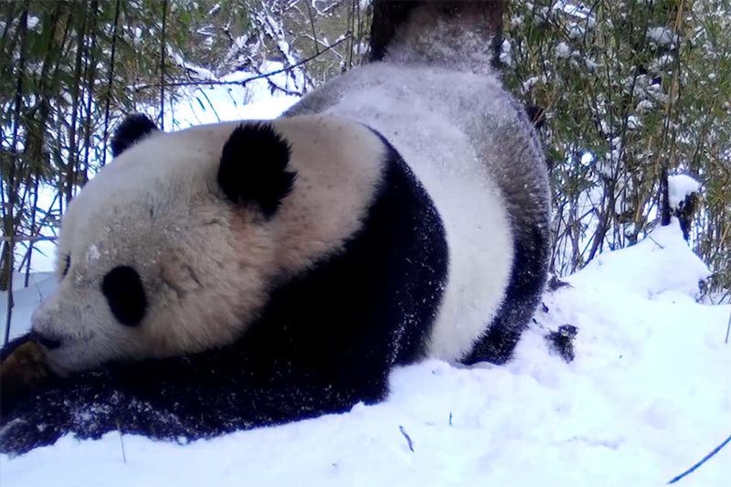 （转载）可爱翻天啦！野生大熊猫雪地“搞破坏”_fororder_未标题-1