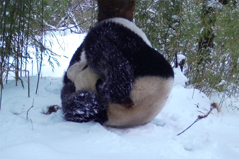 （转载）可爱翻天啦！野生大熊猫雪地“搞破坏”_fororder_未标题-2