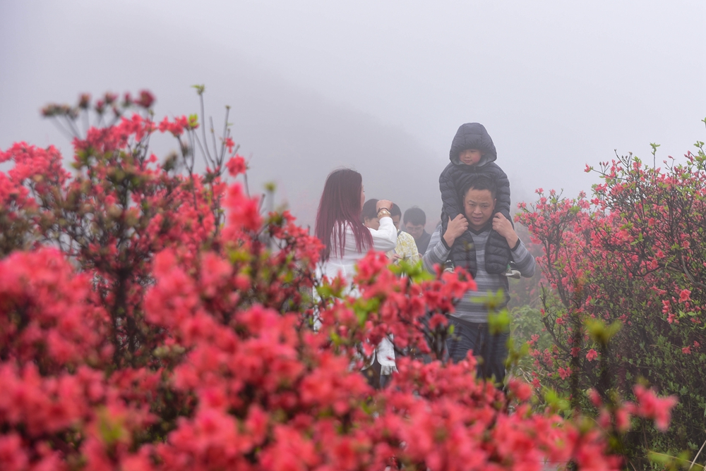 贵州丹寨龙泉山：万亩杜鹃花 漫山遍野红_fororder_丹寨龙泉山万亩野生杜鹃竞相绽放3