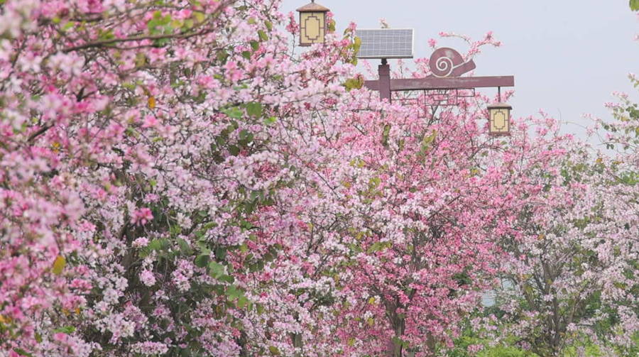 广西贺州：一路繁花一路景