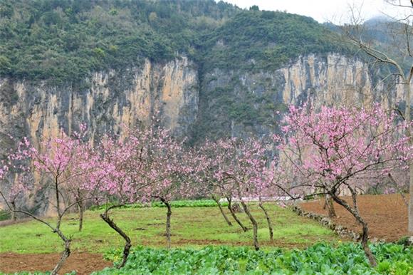 【区县联动】【酉阳】酉阳龚滩：春到红花美如画 人勤春早备耕忙【区县联动 列表】酉阳龚滩： 人勤春早备耕忙