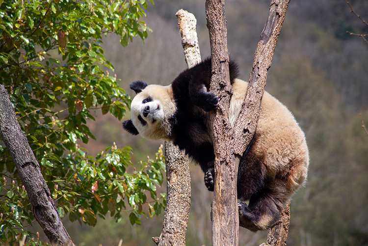 Does giant pandas bite people?_fororder_大熊猫咬人吗