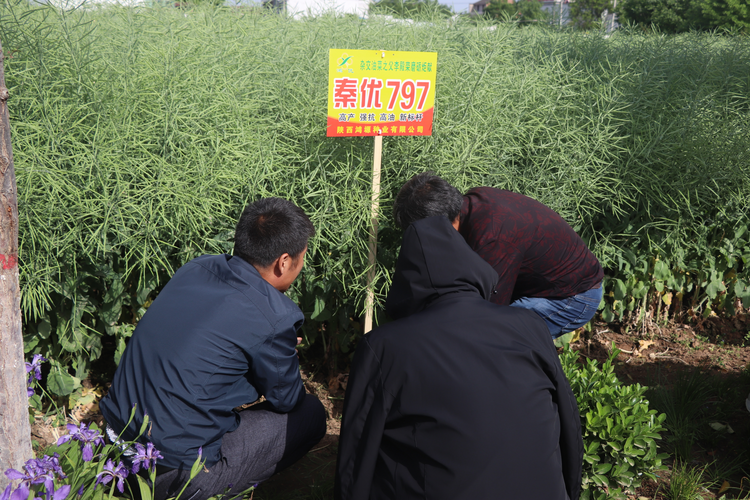 第五届全国（杨凌）油菜科技大会在陕西杨凌召开_fororder_4