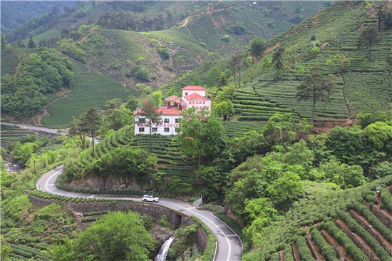 第二届商城高山茶手工制茶大师赛开赛_fororder_高山茶产区 洪兰  摄