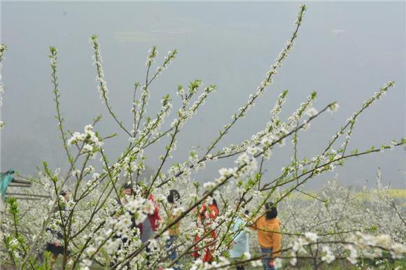 【区县联动】【江津】江津区西湖镇：“雪花”满天飞 笑迎游客八方来【区县联动　列表】江津区西湖镇： 笑迎游客八方来