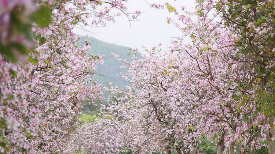 广西贺州：一路繁花一路景