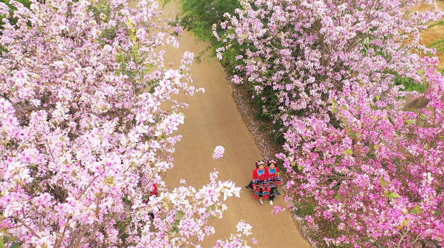 广西贺州：一路繁花一路景