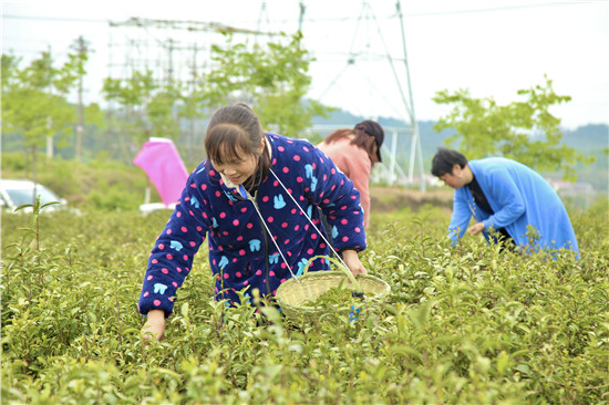 信阳市新县首届手工采茶炒茶斗茶大赛火热开赛_fororder_参赛选手大秀指上功夫（王丽君 摄）