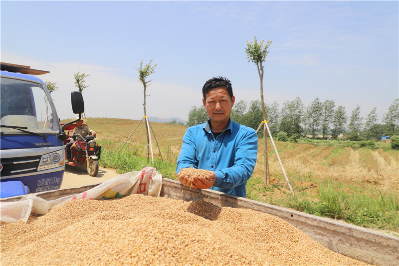 信阳市商城县：又是一年好“丰”景 小麦收割正当时_fororder_粮食丰收 罗玉兰摄.JPG