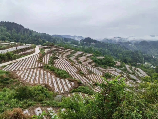 （供稿）贵州思南：抢抓时节移栽忙 奏响春耕交响曲_fororder_思南县宽坪乡烟区产业融合发展示范基地 陈昌勇供图 (1)