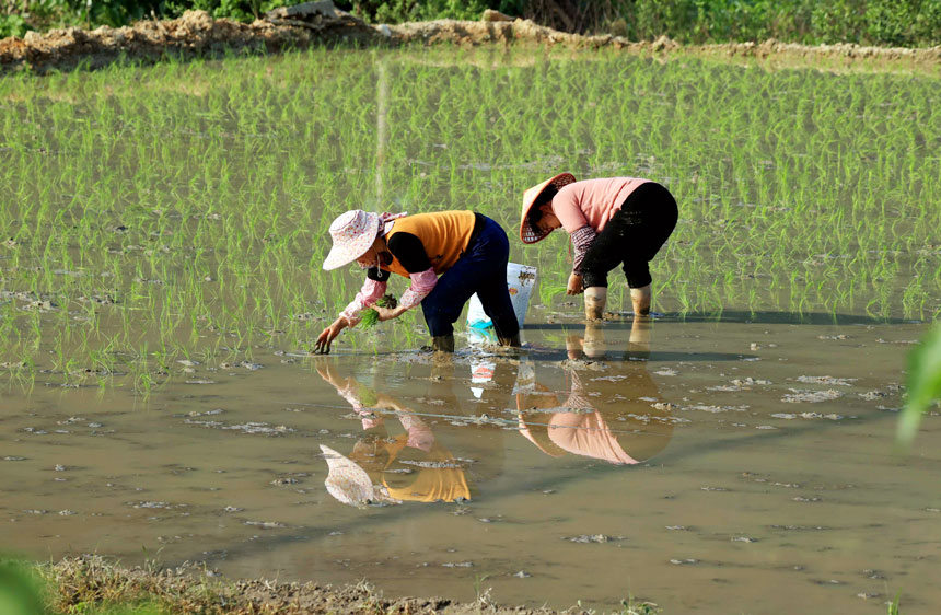 广西柳州：雨后抢种早稻忙