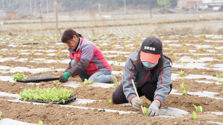 河北滦平：暮春时节菜农忙_fororder_微信图片_20230427154812