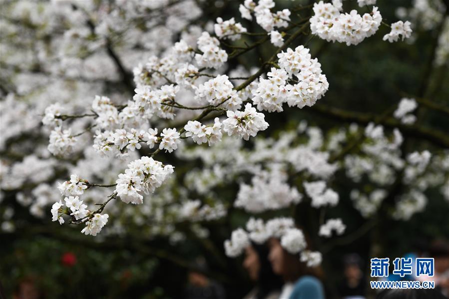 西子湖畔 鲜花烂漫