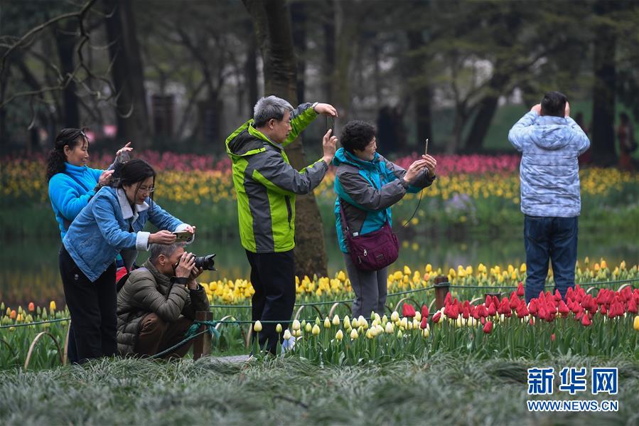 西子湖畔 鲜花烂漫