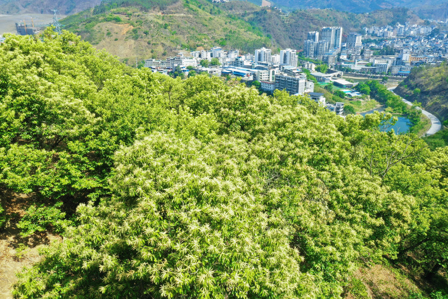 广西西林：板栗花开满坡香