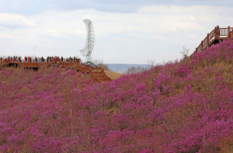 扎兰屯：山花烂漫正当游_fororder_微信图片_20230429195541